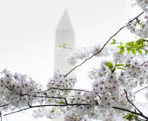 Cherry Blossoms with Washington Monument - 300