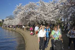 cherry blossoms washington tourists 300